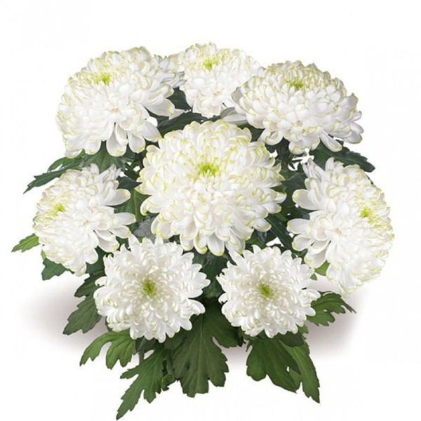 Хризантемы